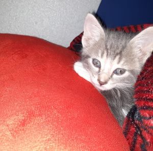 Meet your Posher, Sierra